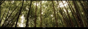 Bamboo