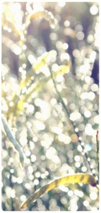 Bokeh