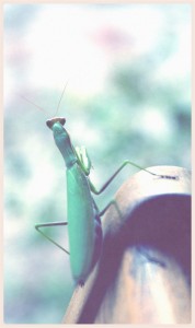 praying mantis